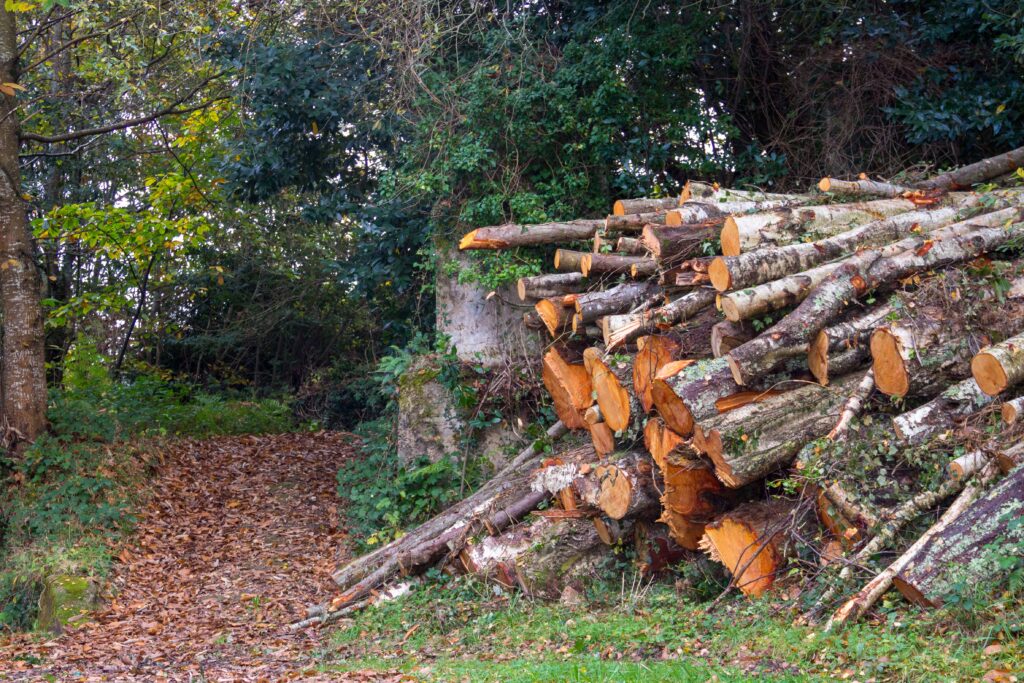 Stacked cut logs beside wooded path